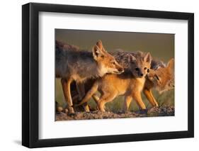 Adult Swift foxes caring for pup at den, Montana, USA-Gerrit Vyn-Framed Photographic Print