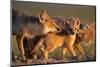 Adult Swift foxes caring for pup at den, Montana, USA-Gerrit Vyn-Mounted Photographic Print