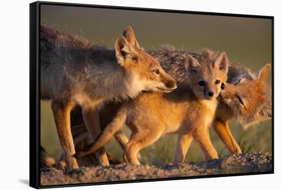 Adult Swift foxes caring for pup at den, Montana, USA-Gerrit Vyn-Framed Stretched Canvas