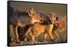 Adult Swift foxes caring for pup at den, Montana, USA-Gerrit Vyn-Framed Stretched Canvas