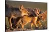 Adult Swift foxes caring for pup at den, Montana, USA-Gerrit Vyn-Stretched Canvas