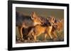 Adult Swift foxes caring for pup at den, Montana, USA-Gerrit Vyn-Framed Photographic Print