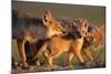 Adult Swift foxes caring for pup at den, Montana, USA-Gerrit Vyn-Mounted Photographic Print