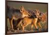 Adult Swift foxes caring for pup at den, Montana, USA-Gerrit Vyn-Framed Photographic Print