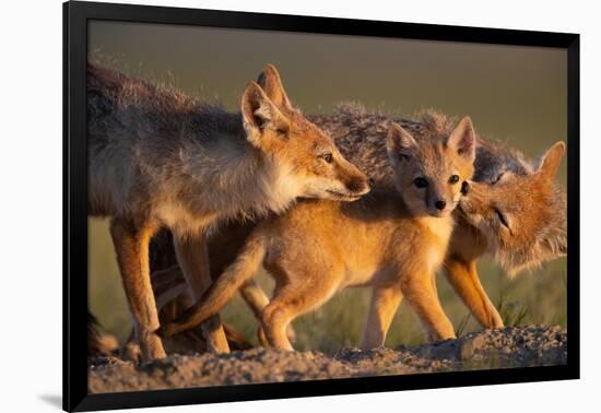 Adult Swift foxes caring for pup at den, Montana, USA-Gerrit Vyn-Framed Photographic Print