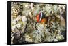 Adult tomato clownfish , Mengiatan Island, Komodo Nat'l Park, Flores Sea, Indonesia, Southeast Asia-Michael Nolan-Framed Stretched Canvas