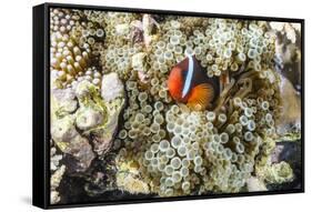 Adult tomato clownfish , Mengiatan Island, Komodo Nat'l Park, Flores Sea, Indonesia, Southeast Asia-Michael Nolan-Framed Stretched Canvas