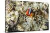 Adult tomato clownfish , Mengiatan Island, Komodo Nat'l Park, Flores Sea, Indonesia, Southeast Asia-Michael Nolan-Stretched Canvas