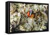 Adult tomato clownfish , Mengiatan Island, Komodo Nat'l Park, Flores Sea, Indonesia, Southeast Asia-Michael Nolan-Framed Stretched Canvas