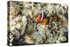 Adult tomato clownfish , Mengiatan Island, Komodo Nat'l Park, Flores Sea, Indonesia, Southeast Asia-Michael Nolan-Stretched Canvas