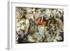 Adult tomato clownfish , Mengiatan Island, Komodo Nat'l Park, Flores Sea, Indonesia, Southeast Asia-Michael Nolan-Framed Photographic Print