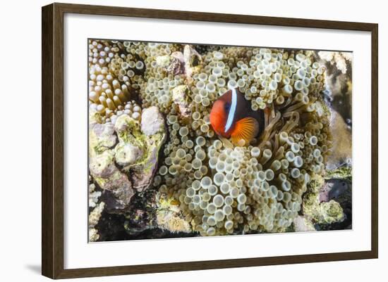 Adult tomato clownfish , Mengiatan Island, Komodo Nat'l Park, Flores Sea, Indonesia, Southeast Asia-Michael Nolan-Framed Photographic Print