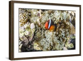 Adult tomato clownfish , Mengiatan Island, Komodo Nat'l Park, Flores Sea, Indonesia, Southeast Asia-Michael Nolan-Framed Photographic Print