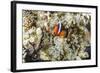 Adult tomato clownfish , Mengiatan Island, Komodo Nat'l Park, Flores Sea, Indonesia, Southeast Asia-Michael Nolan-Framed Photographic Print