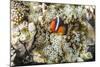 Adult tomato clownfish , Mengiatan Island, Komodo Nat'l Park, Flores Sea, Indonesia, Southeast Asia-Michael Nolan-Mounted Photographic Print