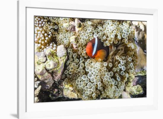 Adult tomato clownfish , Mengiatan Island, Komodo Nat'l Park, Flores Sea, Indonesia, Southeast Asia-Michael Nolan-Framed Photographic Print