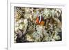 Adult tomato clownfish , Mengiatan Island, Komodo Nat'l Park, Flores Sea, Indonesia, Southeast Asia-Michael Nolan-Framed Photographic Print