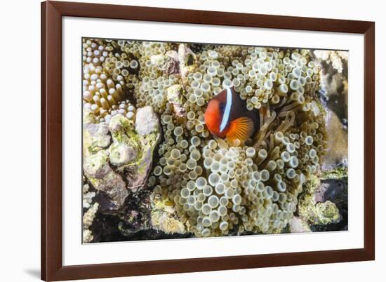 Adult tomato clownfish , Mengiatan Island, Komodo Nat'l Park, Flores Sea, Indonesia, Southeast Asia-Michael Nolan-Framed Photographic Print