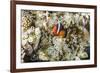 Adult tomato clownfish , Mengiatan Island, Komodo Nat'l Park, Flores Sea, Indonesia, Southeast Asia-Michael Nolan-Framed Photographic Print