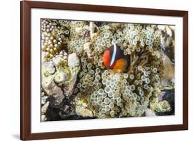 Adult tomato clownfish , Mengiatan Island, Komodo Nat'l Park, Flores Sea, Indonesia, Southeast Asia-Michael Nolan-Framed Photographic Print