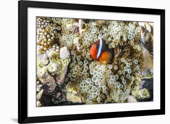 Adult tomato clownfish , Mengiatan Island, Komodo Nat'l Park, Flores Sea, Indonesia, Southeast Asia-Michael Nolan-Framed Photographic Print