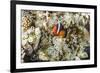 Adult tomato clownfish , Mengiatan Island, Komodo Nat'l Park, Flores Sea, Indonesia, Southeast Asia-Michael Nolan-Framed Photographic Print