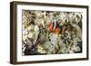 Adult tomato clownfish , Mengiatan Island, Komodo Nat'l Park, Flores Sea, Indonesia, Southeast Asia-Michael Nolan-Framed Photographic Print