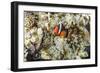 Adult tomato clownfish , Mengiatan Island, Komodo Nat'l Park, Flores Sea, Indonesia, Southeast Asia-Michael Nolan-Framed Photographic Print