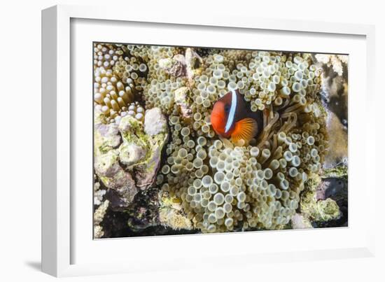 Adult tomato clownfish , Mengiatan Island, Komodo Nat'l Park, Flores Sea, Indonesia, Southeast Asia-Michael Nolan-Framed Photographic Print