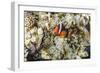 Adult tomato clownfish , Mengiatan Island, Komodo Nat'l Park, Flores Sea, Indonesia, Southeast Asia-Michael Nolan-Framed Photographic Print