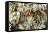 Adult tomato clownfish , Mengiatan Island, Komodo Nat'l Park, Flores Sea, Indonesia, Southeast Asia-Michael Nolan-Framed Stretched Canvas