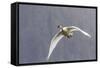 Adult Trumpeter Swan (Cygnus Buccinator) Near Leconte Glacier Outside Petersburg-Michael Nolan-Framed Stretched Canvas