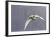 Adult Trumpeter Swan (Cygnus Buccinator) Near Leconte Glacier Outside Petersburg-Michael Nolan-Framed Photographic Print