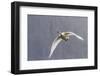 Adult Trumpeter Swan (Cygnus Buccinator) Near Leconte Glacier Outside Petersburg-Michael Nolan-Framed Photographic Print