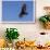 Adult turkey vulture (Cathartes aura) in flight over Saunders Island, Falkland Islands, South Ameri-Michael Nolan-Framed Photographic Print displayed on a wall