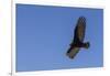Adult turkey vulture (Cathartes aura) in flight over Saunders Island, Falkland Islands, South Ameri-Michael Nolan-Framed Photographic Print