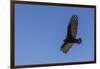 Adult turkey vulture (Cathartes aura) in flight over Saunders Island, Falkland Islands, South Ameri-Michael Nolan-Framed Photographic Print