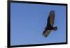 Adult turkey vulture (Cathartes aura) in flight over Saunders Island, Falkland Islands, South Ameri-Michael Nolan-Framed Photographic Print