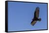 Adult turkey vulture (Cathartes aura) in flight over Saunders Island, Falkland Islands, South Ameri-Michael Nolan-Framed Stretched Canvas