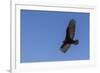 Adult turkey vulture (Cathartes aura) in flight over Saunders Island, Falkland Islands, South Ameri-Michael Nolan-Framed Photographic Print