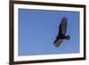 Adult turkey vulture (Cathartes aura) in flight over Saunders Island, Falkland Islands, South Ameri-Michael Nolan-Framed Photographic Print