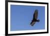 Adult turkey vulture (Cathartes aura) in flight over Saunders Island, Falkland Islands, South Ameri-Michael Nolan-Framed Photographic Print