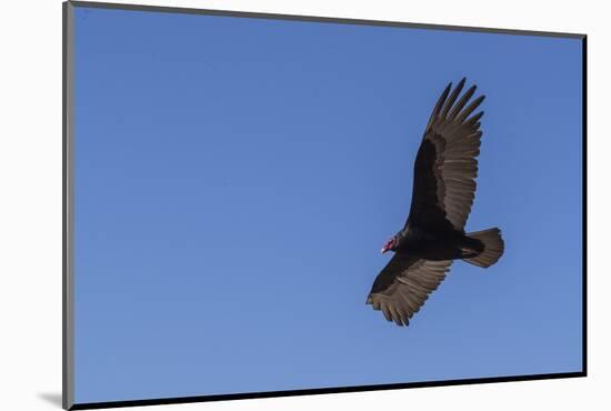 Adult turkey vulture (Cathartes aura) in flight over Saunders Island, Falkland Islands, South Ameri-Michael Nolan-Mounted Photographic Print
