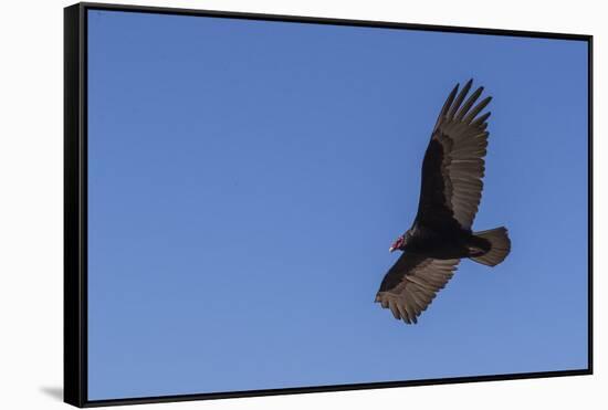 Adult turkey vulture (Cathartes aura) in flight over Saunders Island, Falkland Islands, South Ameri-Michael Nolan-Framed Stretched Canvas