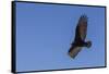 Adult turkey vulture (Cathartes aura) in flight over Saunders Island, Falkland Islands, South Ameri-Michael Nolan-Framed Stretched Canvas