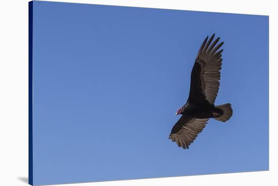 Adult turkey vulture (Cathartes aura) in flight over Saunders Island, Falkland Islands, South Ameri-Michael Nolan-Stretched Canvas