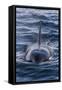 Adult Type a Killer Whale (Orcinus Orca) Surfacing in the Gerlache Strait, Antarctica-Michael Nolan-Framed Stretched Canvas