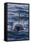 Adult Type a Killer Whale (Orcinus Orca) Surfacing in the Gerlache Strait, Antarctica-Michael Nolan-Framed Stretched Canvas