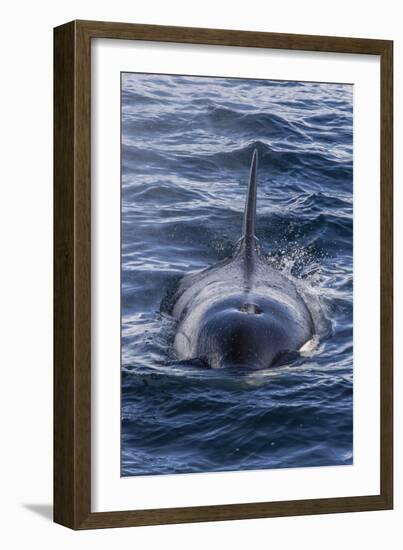 Adult Type a Killer Whale (Orcinus Orca) Surfacing in the Gerlache Strait, Antarctica-Michael Nolan-Framed Photographic Print