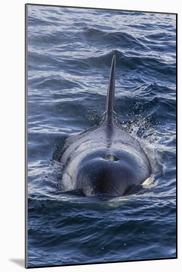 Adult Type a Killer Whale (Orcinus Orca) Surfacing in the Gerlache Strait, Antarctica-Michael Nolan-Mounted Photographic Print